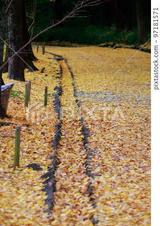 Ginkgo tree at Kochi Castle Ginkgo tree at Kochi Castle 97181571