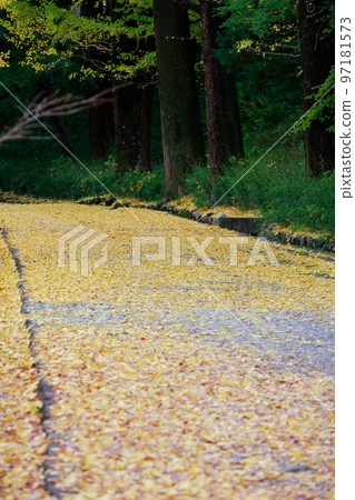 高知城的銀杏樹 高知城的銀杏樹 97181573