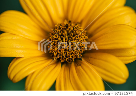 Flower of yellow chamomile growing in the garden, macro shot. Flower of yellow chamomile growing in the garden, macro shot. 97181574