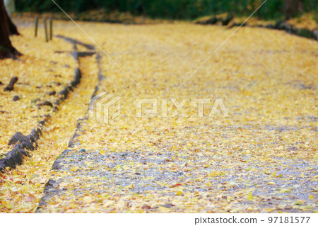 高知城的銀杏樹 97181577