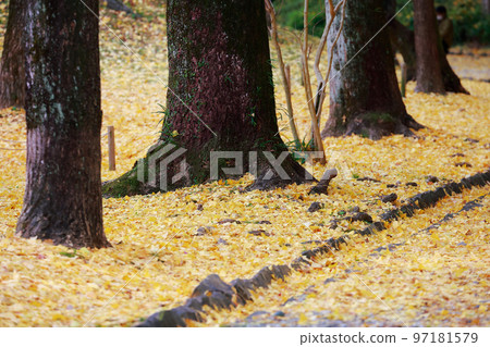 高知城的銀杏樹 高知城的銀杏樹 97181579