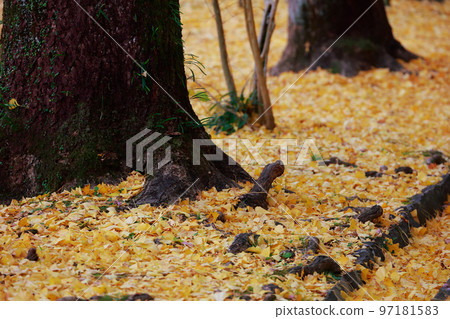 高知城的銀杏樹 高知城的銀杏樹 97181583