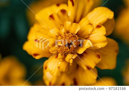 French marigold Tagetes patula close-up, macro shot. French marigold Tagetes patula close-up, macro shot. 97181586