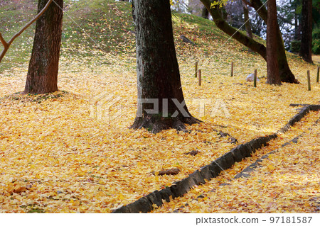 高知城的銀杏樹 高知城的銀杏樹 97181587