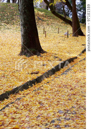 高知城的銀杏樹 高知城的銀杏樹 97181589