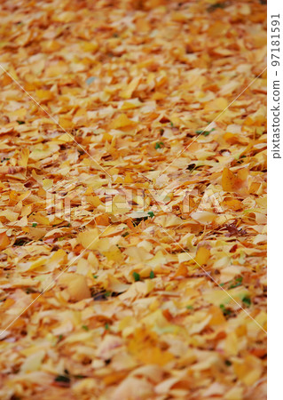 高知城的銀杏樹 高知城的銀杏樹 97181591