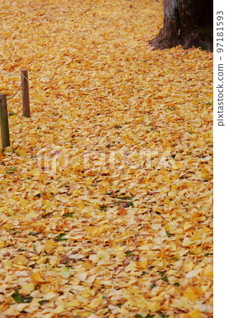 高知城的銀杏樹 97181593