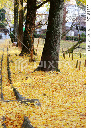 高知城的銀杏樹 高知城的銀杏樹 97181595