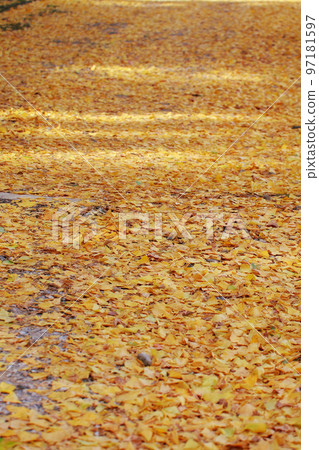 高知城的銀杏樹 高知城的銀杏樹 97181597