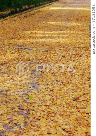 高知城的銀杏樹 97181598