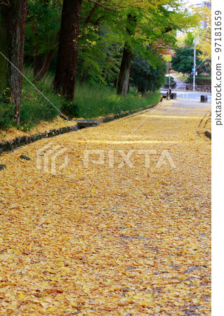 高知城的銀杏樹 高知城的銀杏樹 97181659