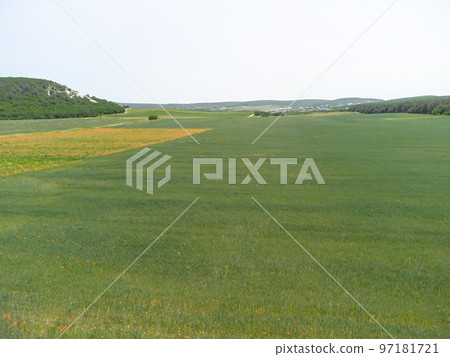 Aerial view on green wheat field in countryside. Field of wheat blowing in the wind like green sea. Young and green Spikelets. Ears of barley crop in nature. Agronomy, industry and food production. Aerial view on green wheat field in countryside. Field of wheat blowing in the wind like green sea. Young and green Spikelets. Ears of barley crop in nature. Agronomy, industry and food production. 97181721