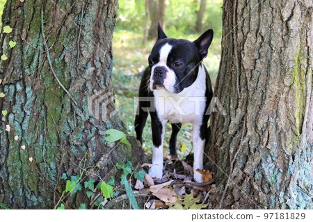 2022 Mighty，一隻波士頓梗犬，在日本最幸福的地方鳩山鄉村公園附近的樹叢中，可愛地凝視著♡ 97181829