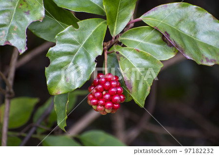 Sunnegra的紅色水果 Sunnegra的紅色水果 97182232