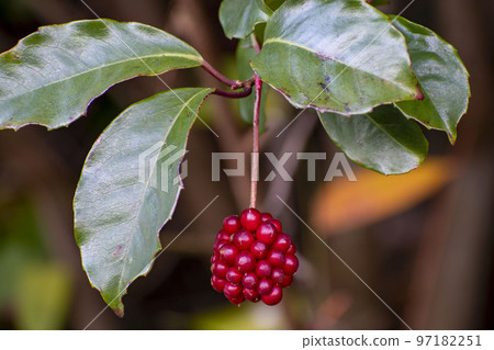 Sunnegra的紅色水果 Sunnegra的紅色水果 97182251