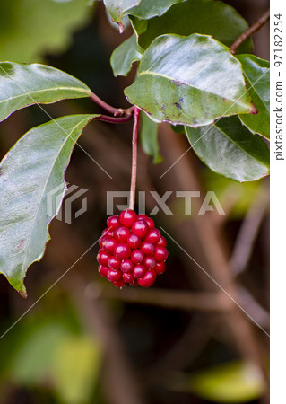 Sunnegra的紅色水果 Sunnegra的紅色水果 97182254