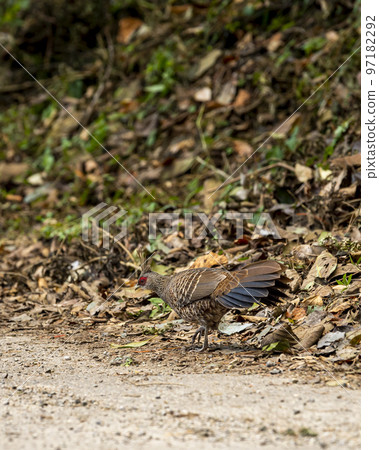 Kalij pheasant or Lophura leucomelanos female bird running on forest track at dhikala zone of jim corbett national park or tiger reserve uttarakhand india asia Kalij pheasant or Lophura leucomelanos female bird running on forest track at dhikala zone of jim corbett national park or tiger reserve uttarakhand india asia 97182292
