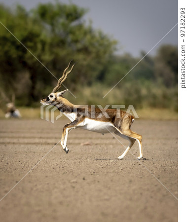 wild male blackbuck or antilope cervicapra or indian antelope in mid air fly action in natural green grassland landscape of Blackbuck or velavadar National Park Bhavnagar gujrat india asia 97182293