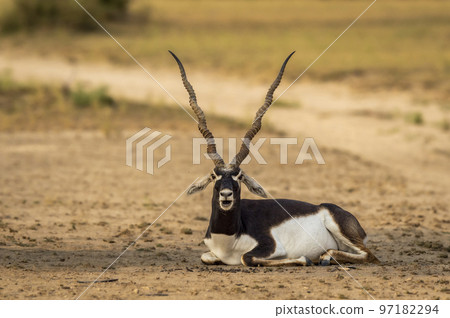 wild male blackbuck or antilope cervicapra or indian antelope closeup or portrait in natural green background at Blackbuck National Park Velavadar bhavnagar gujrat india asia wild male blackbuck or antilope cervicapra or indian antelope closeup or portrait in natural green background at Blackbuck National Park Velavadar bhavnagar gujrat india asia 97182294