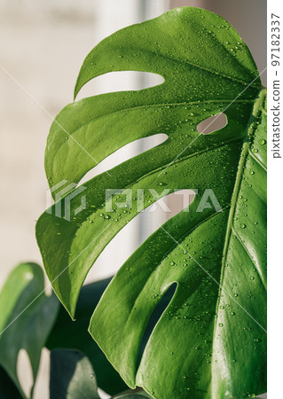 Monstera leaf close-up with water drops under sunlight Monstera leaf close-up with water drops under sunlight 97182337