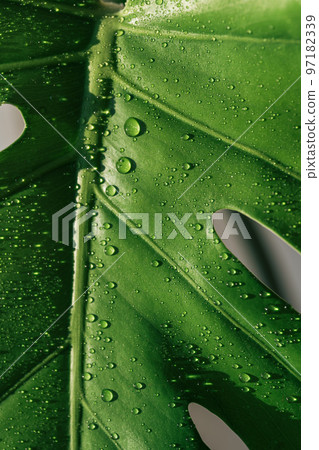 Monstera leaf close-up with water drops under sunlight 97182339