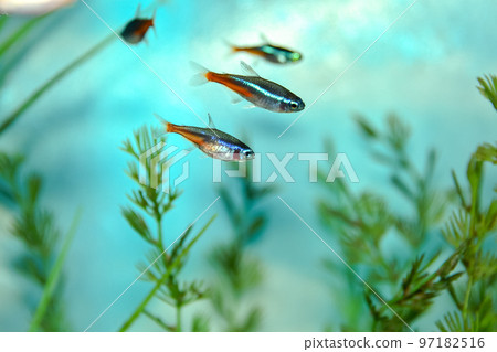 霓虹燈四 霓虹燈四 97182516