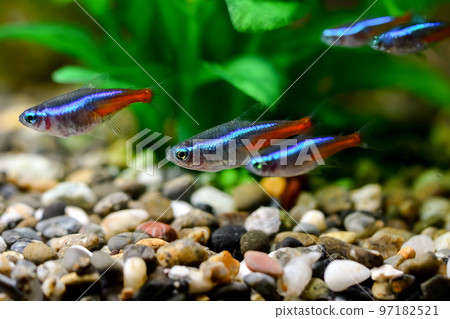 Neon Tetra Neon Tetra 97182521