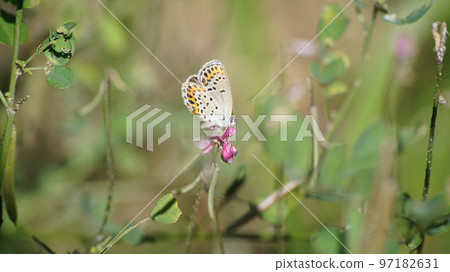 Corbicula sucking nectar from Komatsunagi 97182631