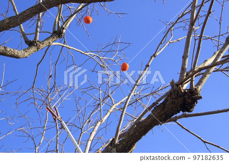 晚秋柿子樹 97182635