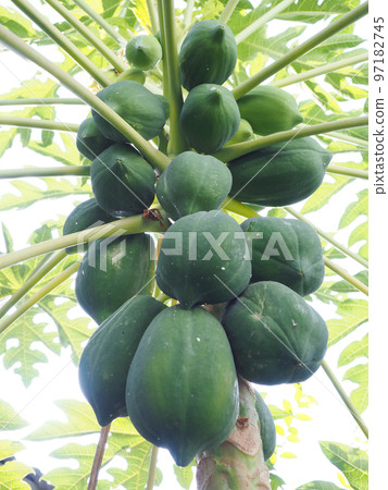 papaya on tree 97182745