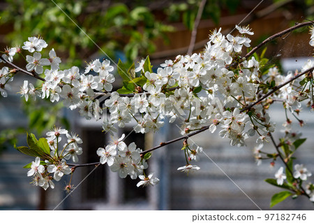 Cherry blossoms at the farmhouse, white petals Cherry blossoms at the farmhouse, white petals 97182746