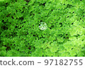 苔蘚和水滴 苔蘚和水滴 97182755