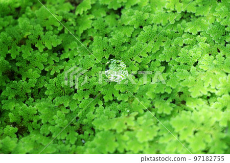 苔蘚和水滴 苔蘚和水滴 97182755
