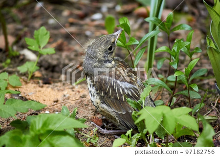 A grown chick of a fieldfare (Turdus pilaris) sits on the ground 97182756