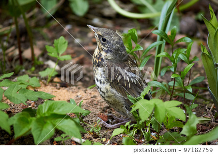A grown chick of a fieldfare (Turdus pilaris) sits on the ground A grown chick of a fieldfare (Turdus pilaris) sits on the ground 97182759