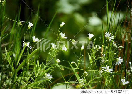 Beautiful flowering wild plant Stellaria holostea (addersmeat or greater stitchwort) in May Beautiful flowering wild plant Stellaria holostea (addersmeat or greater stitchwort) in May 97182761