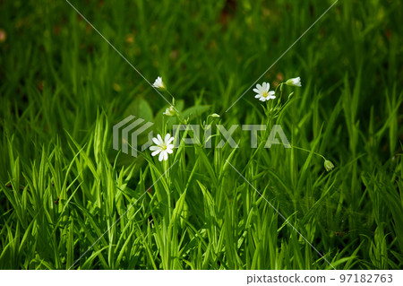 Beautiful flowering wild plant Stellaria holostea (addersmeat or greater stitchwort) in May Beautiful flowering wild plant Stellaria holostea (addersmeat or greater stitchwort) in May 97182763
