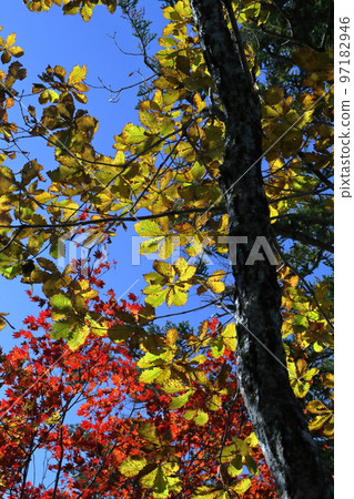 紅葉和紅葉天狗高原療法之路（四國喀斯特） 97182946