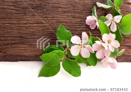 Apple blossom on wooden background. Copy space. 97183432