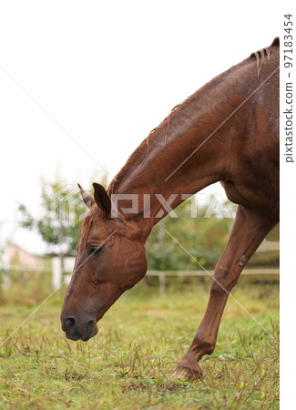 Brown horses graze in the grass near the village on a summer day. Brown horses graze in the grass near the village on a summer day. 97183454