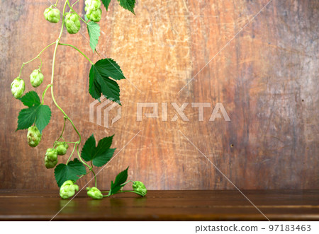 Fresh green hops on a wooden table Fresh green hops on a wooden table 97183463