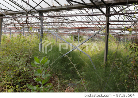 Old botany greenhouse, large abandoned overgrown glasshouse. 97183504