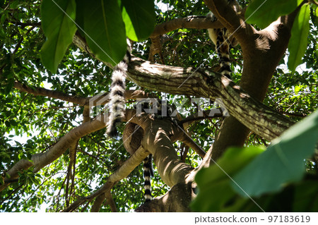 Portrait of the ring-tailed lemur Lemur catta aka King Julien in Anja Community Reserve at Manambolo, Ambalavao, Madagascar 97183619