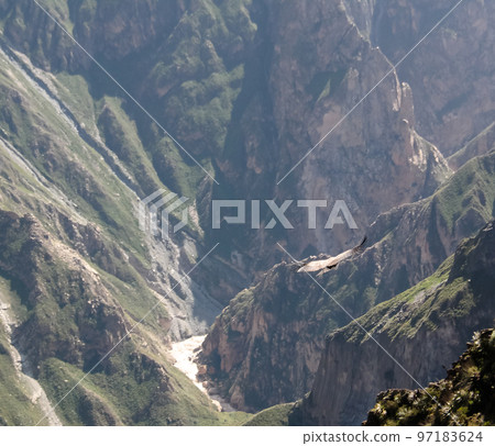 Condors above the Colca canyon at Condor Cross or Cruz Del Condor viewpoint, Chivay, Peru 97183624