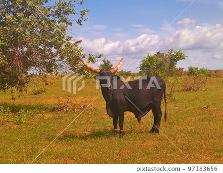 Portrait of ankole-watusi bighorned bull , oasis Dogon Tabki ,Dogondoutchi, Niger 97183656