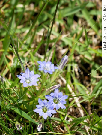 Aso Plant Gentiana thunbergii 97183685