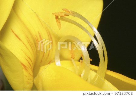 Wildflower, Sierra de Guadarrama National Park, Spain Wildflower, Sierra de Guadarrama National Park, Spain 97183708
