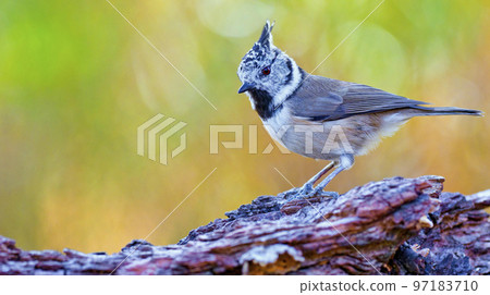 Crested Tit, Mediterranean Forest, Spain 97183710