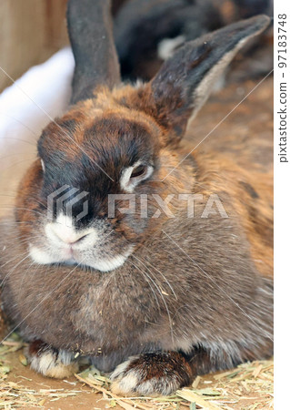 Rabbit Rabbit 97183748
