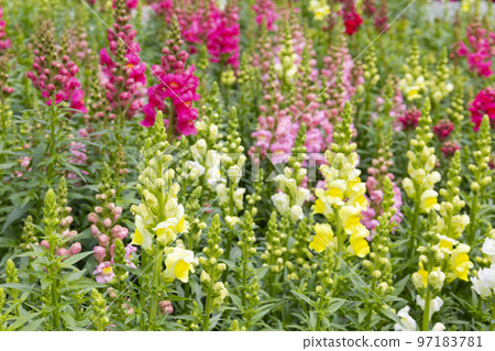 Nokonoshima Island Park Snapdragon flower garden 97183781